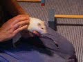 Rat Agility (Mr. Knightley)