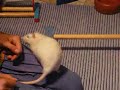 Rat Agility (Mr. Knightley)
