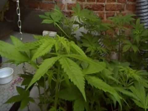 how to grow small weed plants