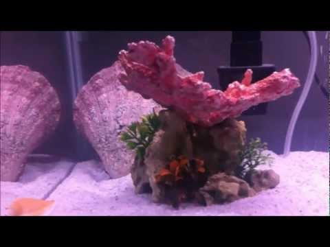 How To Start A Saltwater Tank From Start To Finish
