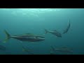 New Zealand Sea Life action New Zealand Sea Life action