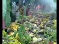 videos de BIHAR