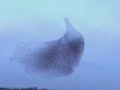 Choir of Young Believers - Hollow Talk