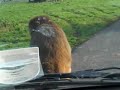 Longleat Park - Monkeys 6 in motion Longleat Park - Monkeys 6 in motion