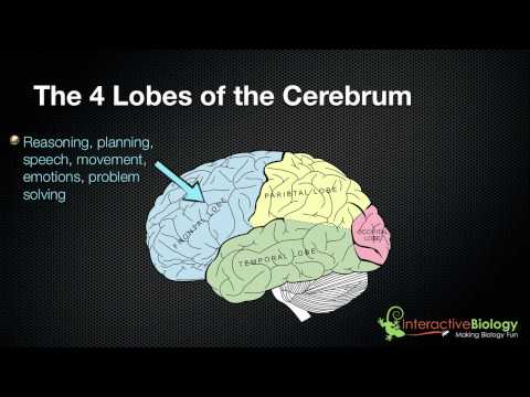 Cerebrum - http://www.interactive-biology.com - In this video, I talk about the 4 lobes of the Cerebrum: The frontal, parietal, occipital and temporal lobes. I also tal...