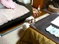 ???? - Silly Puppy ???? - Silly Puppy