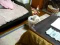 videos de 馬鹿子犬 - Silly Puppy
