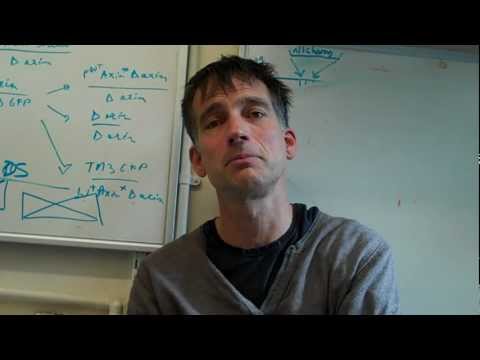 how to measure nf-kb