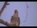 Peregrine Falcon in the Wild