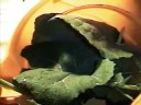 First Ever Garden Collard Greens