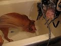 Funny Red Nose Pitbull Taking a Bath