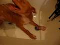 Funny Red Nose Pitbull Taking a Bath