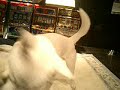 Kishu - Plays with a gloved hand