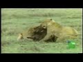 Compilation: 6 Hyena's death by Lions (Vol II)