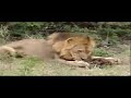 Compilation: 6 Hyena's death by Lions (Vol II)