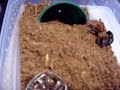 Brachypelma angustum feeding Brachypelma angustum feeding