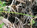python underfoot