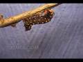 Pipevine Swallowtail Caterpillar Molts (Time Lapse)