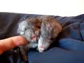 My newest baby chinchillas