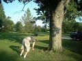 joey titak backflip