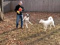 Hank the flying frenchman