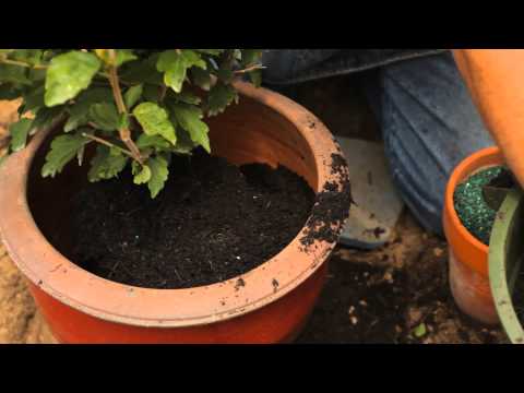 how to fertilize rose of sharon