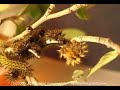 H. eglanterina molted larva backrolling