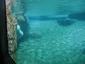 Polar bear Dive at San Diego Zoo, CA 2006 Polar bear Dive at San Diego Zoo, CA 2006