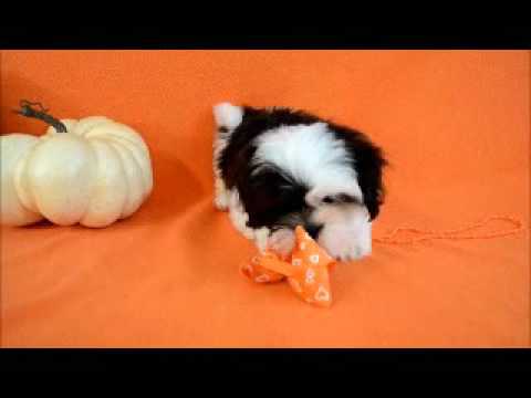 Josie the most adorable lhasa apso!