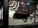 Black Widow Hearse