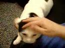Monty -- Adopted!