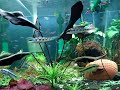 Fish bowl of AJKyo