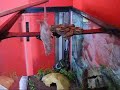 Boa Constrictor Arboreal Strike