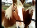 2 belgische trekpaarden voskleurige merrie en ruin