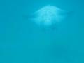 whale shark and mantas whilst snorkling