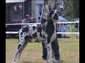 Dogshow/Bodyguard