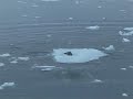 Orcas attacking a seal (I.Visser)