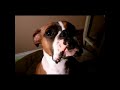 My boxer, Miles, trying desperately to say 
