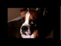 Boxer Dog Tries Human Speak and Fails