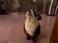 Panda-dog