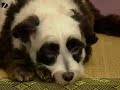 Panda-dog