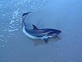 Shark Attach!