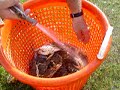 Sorting Crabs Sorting Crabs