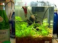 BETTA SPLENDENS ROSSO