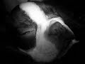 Boston Terrier puppy snoring like a freight train