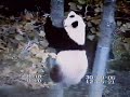 Tai makes it past the 2sleevedTree