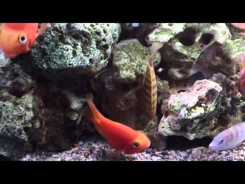 how to make mbuna grow faster