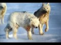 Ion Aldea Teodorovici - Siberii de Gheata Ion Aldea Teodorovici - Siberii de Gheata