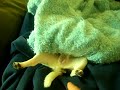 Annoying the Chihuahua