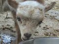 Cute baby Dougal the Sheep Cute baby Dougal the Sheep